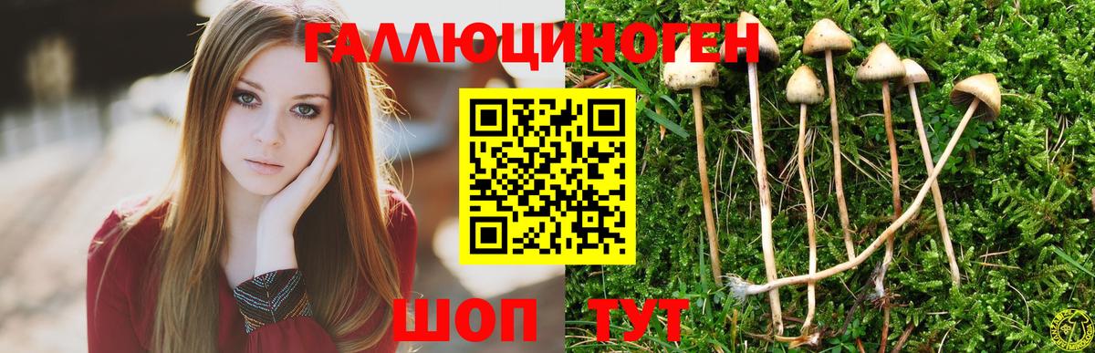 Дубна  Псилоцибиновые грибы Psilocybe  Вход с VPN 