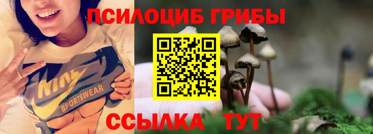 Псилоцибиновые грибы Psilocybe Дубна